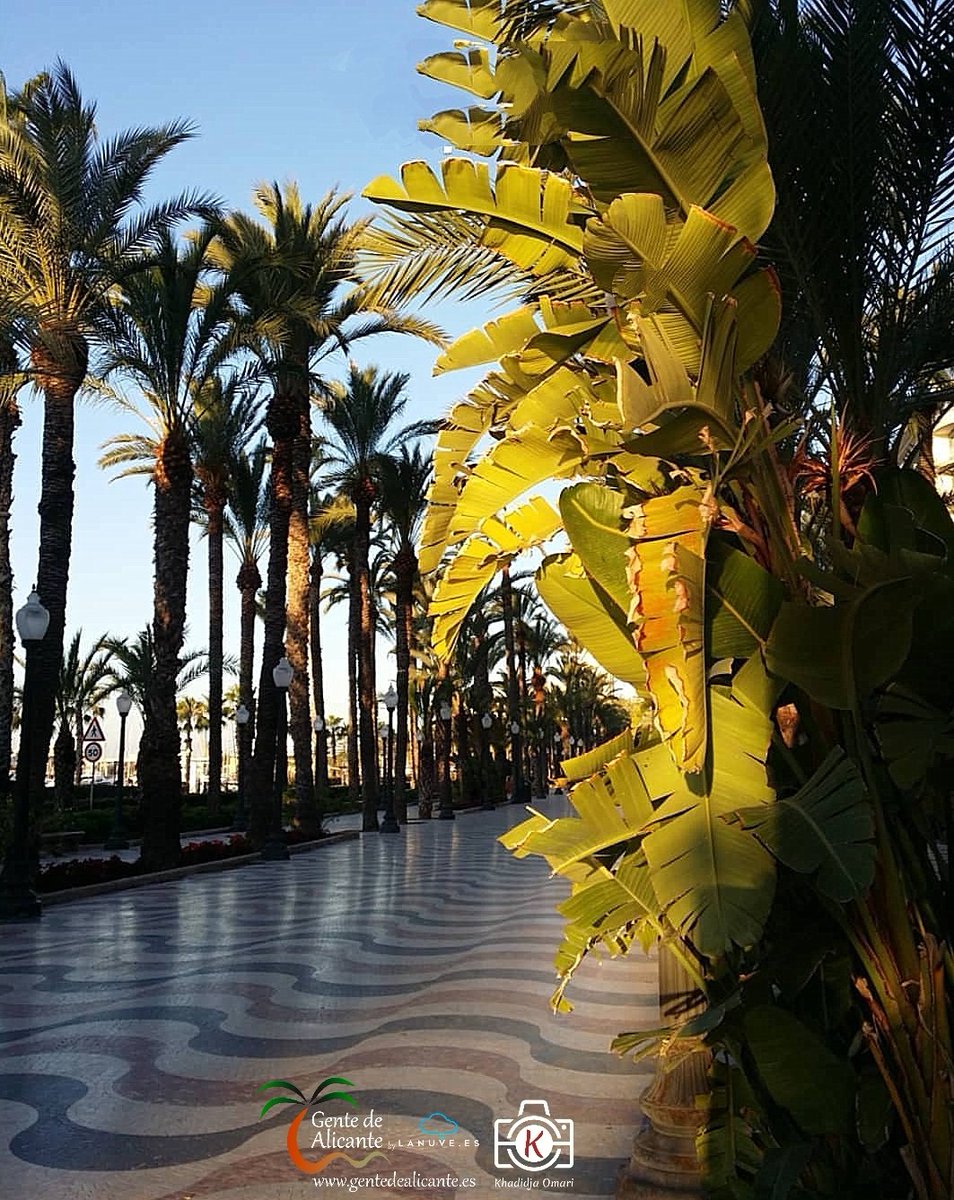 Feliz Jueves #GentedeAlicante 😍🌴🇪🇦🌴☀️🩵 con ésta bonita imagen desde la Explanada de España gracias os deseamos un Bon día a tots Familia! 🥰🤗
.
.
#Alicante #ExplanadadeEspaña #LaMillorTerretadelMón #España #CostaBlanca #lanuvees #EAlicantinas #enalicante #spain