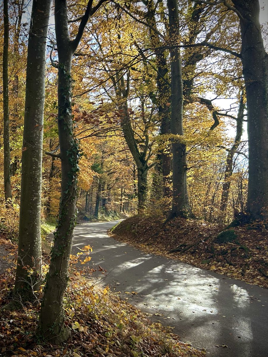 PortmannCarrick's tweet image. autumn light
#forest 🍂