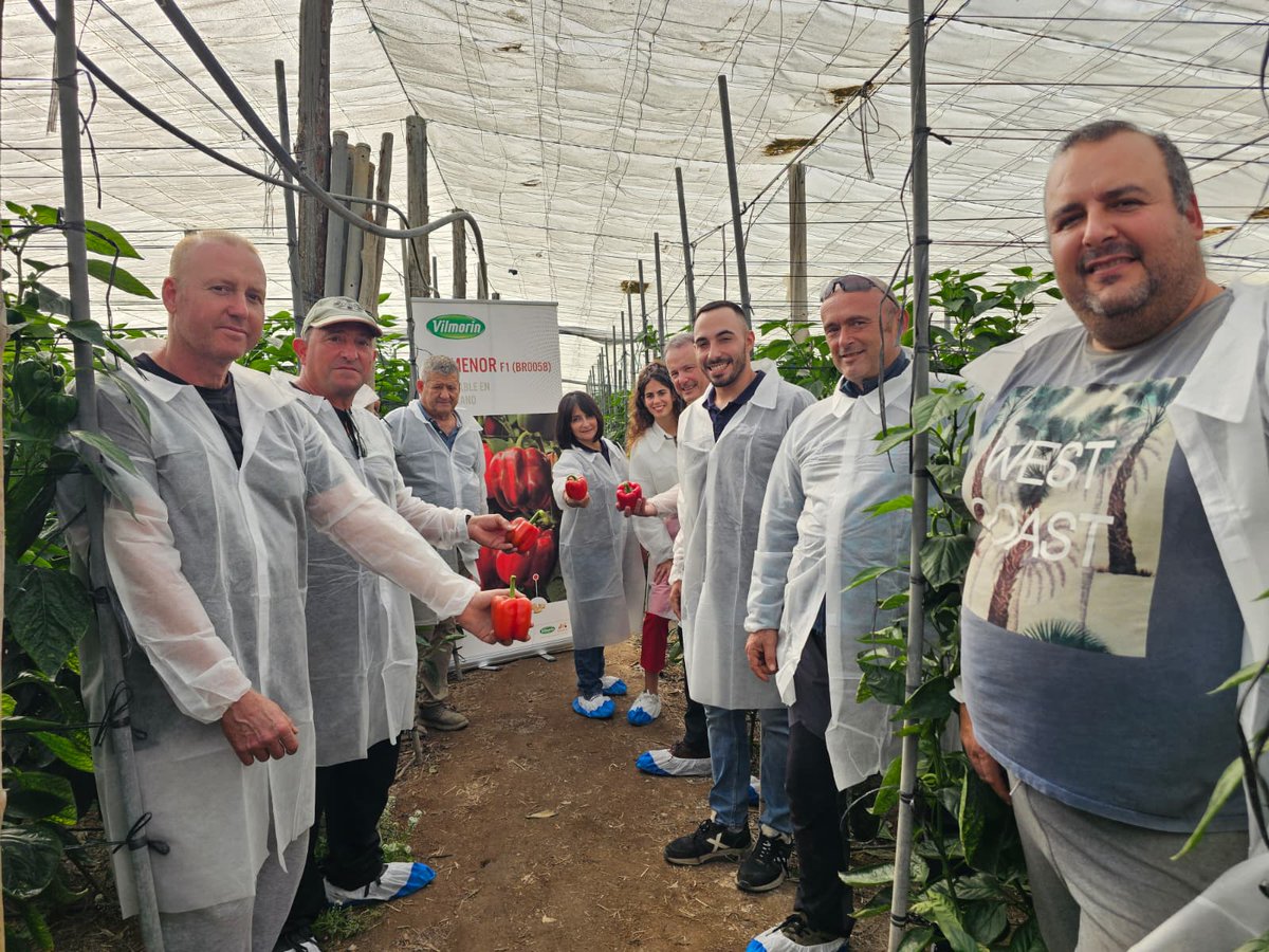 elAgroAutentico's tweet image. 🆕🫑Vilmorin Mikado refuerza el #pimiento temprano con Numenor y Turing❤️💛

agroautentico.com/2025/11/vilmor…

@VilmorinMikado 

#agricultura