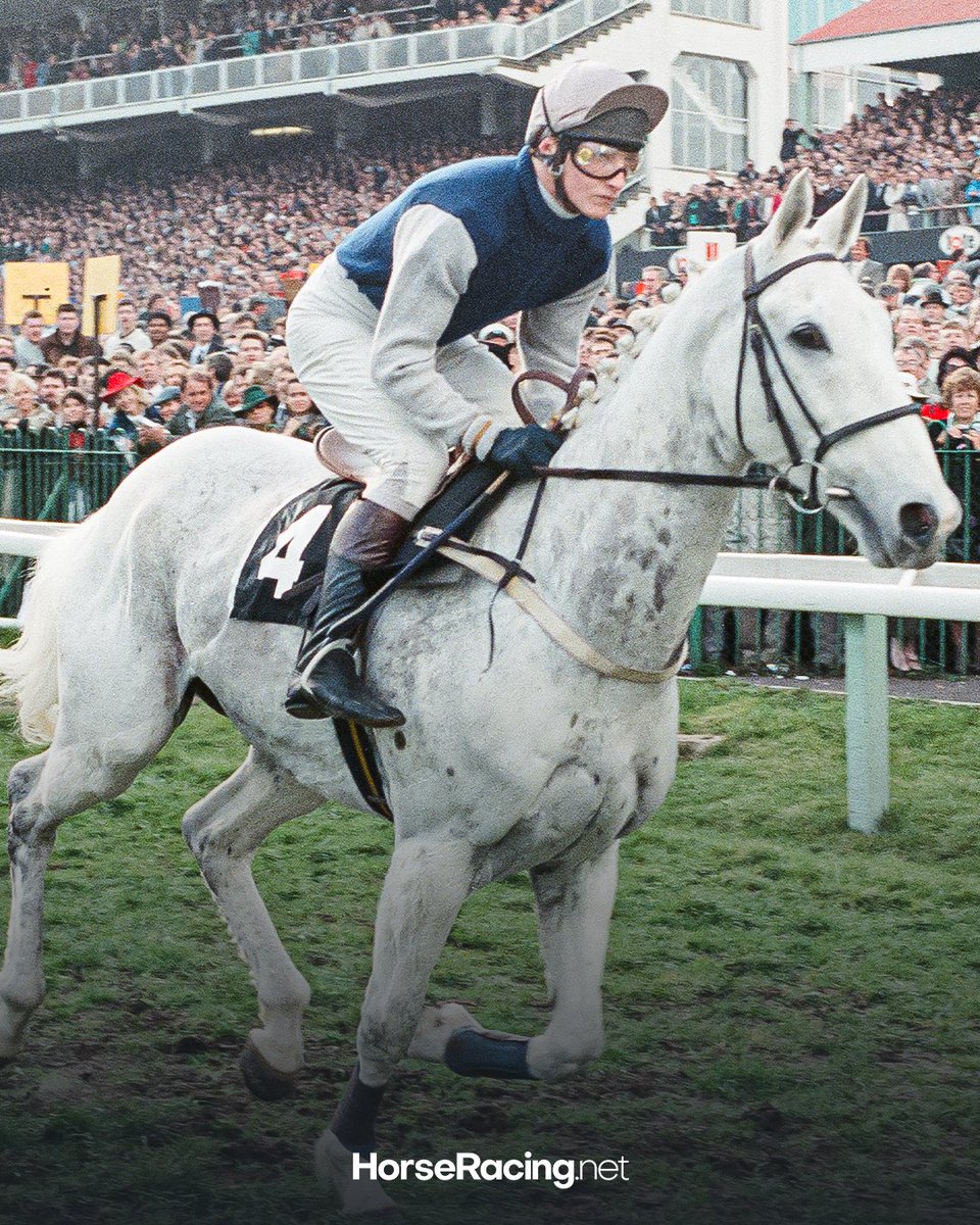 19 years ago today, we lost a true legend, Desert Orchid. 🤍

“Dessie”, won 34 of his 70 starts, earning over £650,000 in prize money, but his impact went far beyond the numbers.

One of the most beloved racehorses of all time, Desert Orchid showcased everything that makes jump