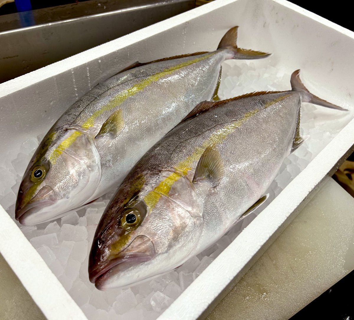 katuo2go's tweet image. 明日の刺身はこんなところです。