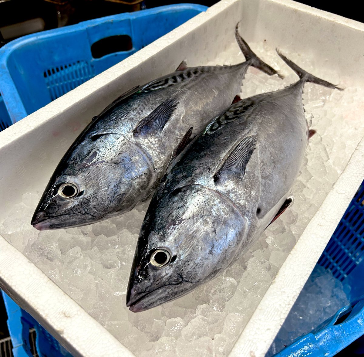 katuo2go's tweet image. 明日の刺身はこんなところです。