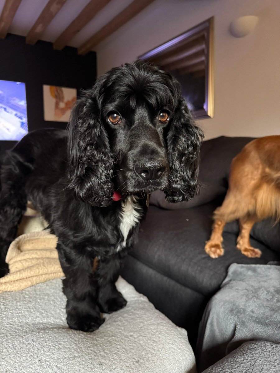 doggiemax7's tweet image. So apparently I’m “getting a groom next week.” Excuse me? This level of floof doesn’t just happen overnight! And I quite like  this look.. what’s should I do peeps .. stage a protest?? 😱#StyleIcon #FluffLife