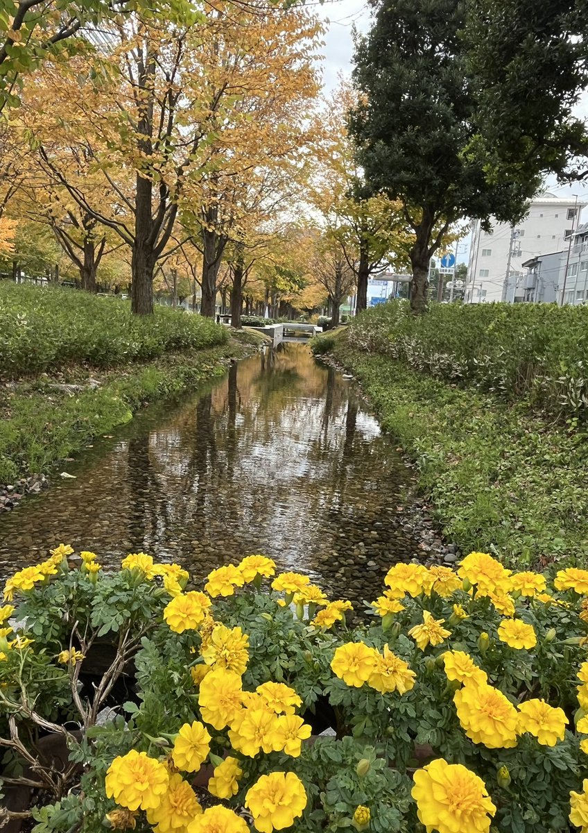 もうすぐブンズベ徳島公演ですね🥰

あいみょん♡紅葉シーズン🐿🌰の写真見てリラックスして欲しいな(੭˙꒳​˙)੭♡

あいみょんもAIMもみーんな楽しくて笑顔溢れる時間過ごせますように(*´꒳`*)

 #ブンズベ
 #AIM植物愛好会
 #みんながいい時間過ごせますように🍀
<a href="/aimyonGtter/">あいみょん 🦭</a>