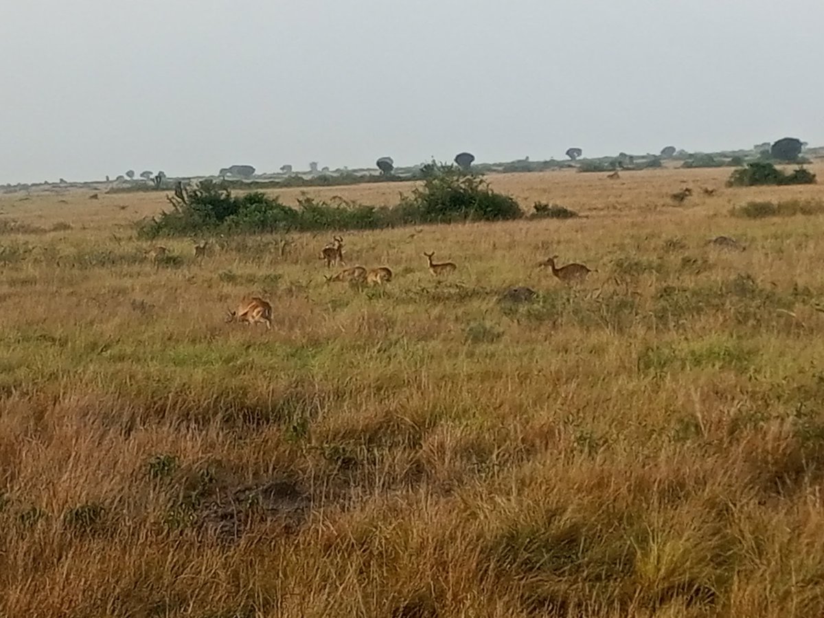 KyoteraDistrict's tweet photo. Antelopes mate twice a day, ie: in the morning & in the evening. However they have a mating territory where males wait for females & each male secures a territory depending on its strength. Weak males are seen moving with females in a group. Visit #QEPA https://t.co/yktxQm6N0M