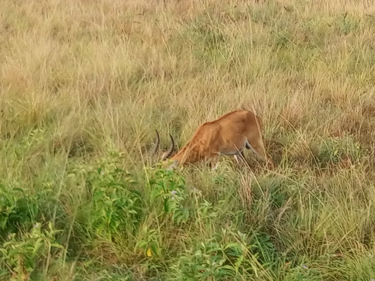 KyoteraDistrict's tweet photo. Antelopes mate twice a day, ie: in the morning & in the evening. However they have a mating territory where males wait for females & each male secures a territory depending on its strength. Weak males are seen moving with females in a group. Visit #QEPA https://t.co/yktxQm6N0M