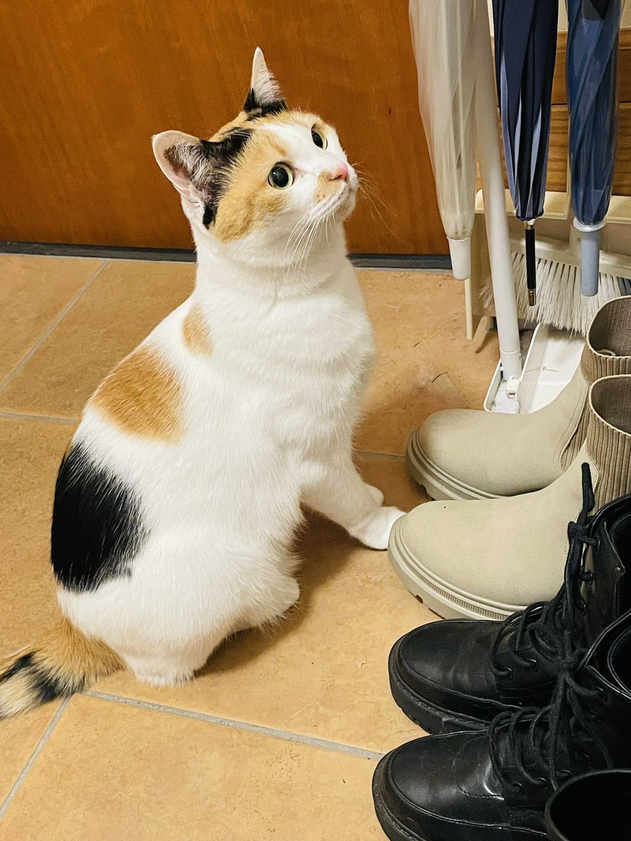 ネコとネコとネコ＋α (@neko_neko0222) / Posts / X