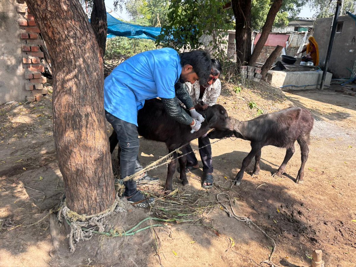 DAHO_AHMEDABAD's tweet image. આજ રોજ થયેલ ભગવાન બિરસા મુડાની 150મી જન્મજયંતી  નિમીતે ઉજવાયેલા જનજાતિય ગૌરવ વર્ષ ઉત્સવ દરમિયાન પશુપાલન શાખા જિલ્લા પંચાયત અમદાવાદ દ્વારા કામગીરી કરવામાં આવી
@dp_amdavad @CollectorAhd @DoahGujarat