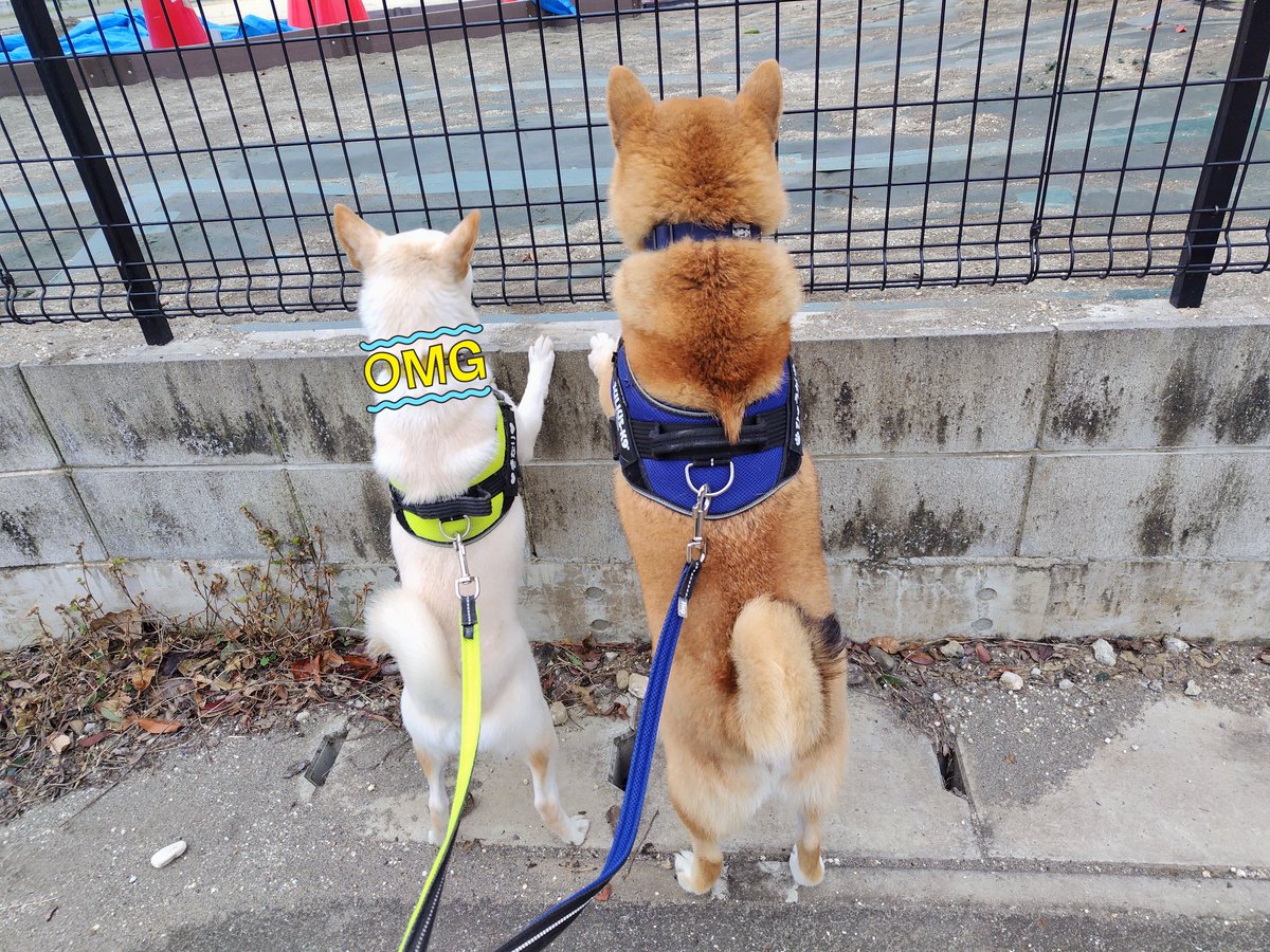 保育園児を見守り隊🦮🐕‍🦺
(寒いから園庭には誰も居ないよ…)
#柴犬　#柴犬兄妹　#のぞき見
