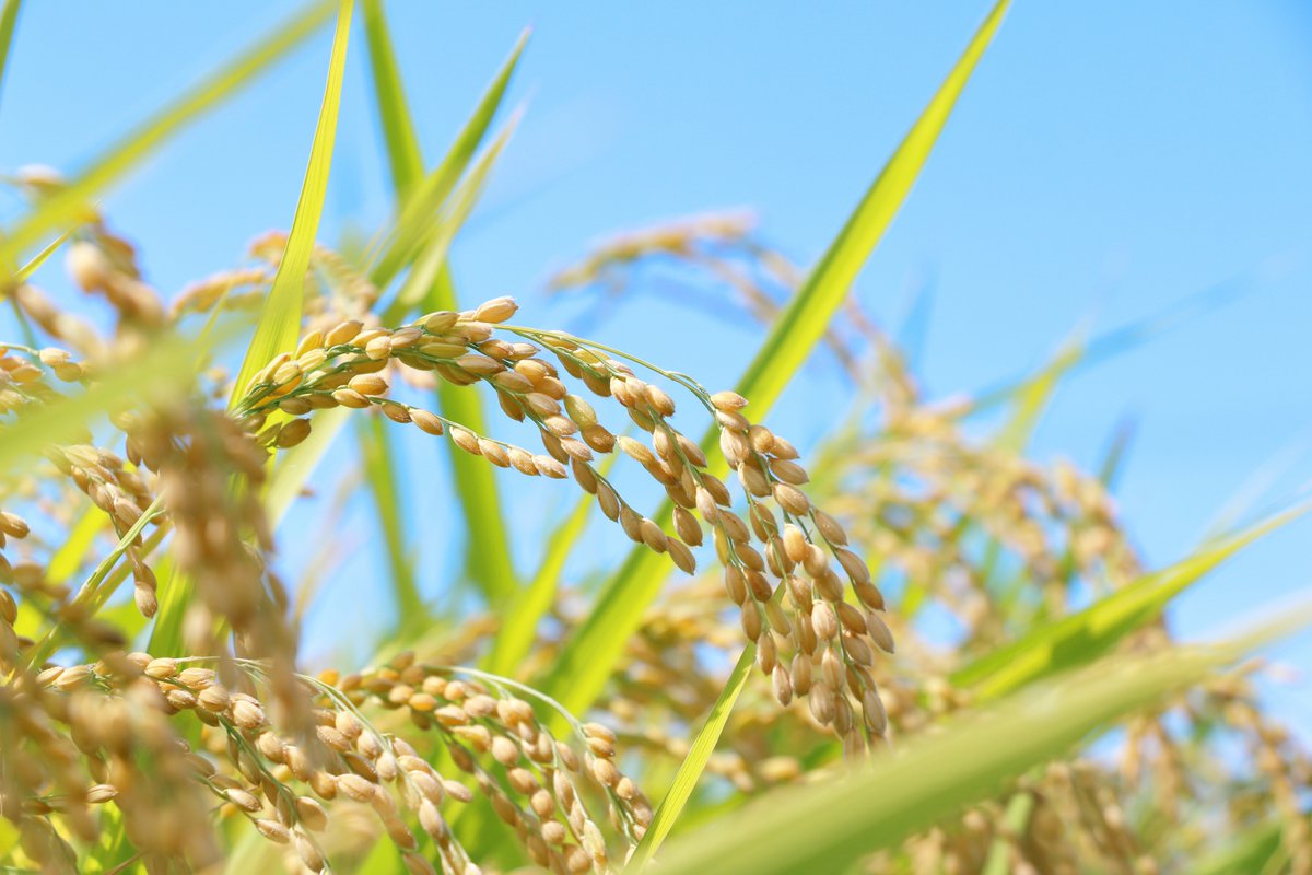 皆さんおはようございます☀️
今日は農協記念日🌾
戦後の農協法公布を記念した日です。食卓を支える農家の皆さんに感謝です🙏おいしいごはん、ありがたや〜🍚
今日も１日頑張っていきましょ～💪💪💪
#企業公式が朝の挨拶を言い合う