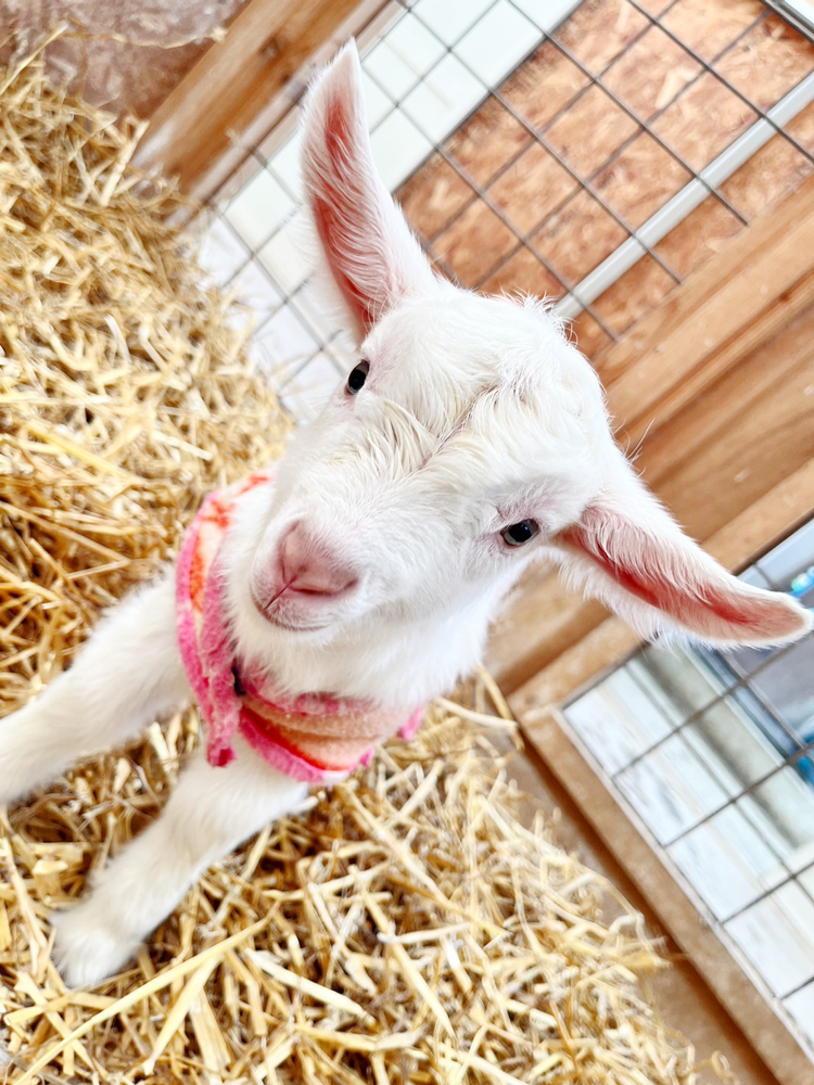 ピンとしたお耳がチャームポイントの子やぎちゃんが可愛い🥰🐐