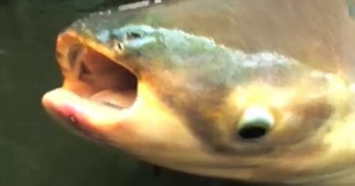 pattayascuba's tweet image. #Mekong #Giant #Catfish

In June 2005, an enormous Pangasianodon gigas was collected in the Mekong River (#Thailand).

At 2.7 metres long and 293 kg, it was the largest species of fish to spend its whole life in fresh/brackish water.

private-scuba.com/sea-life/marin…