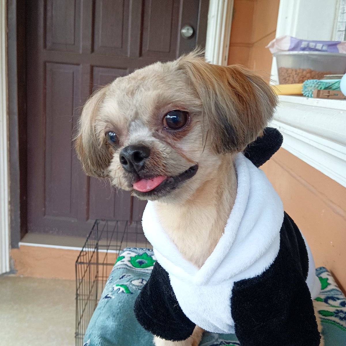 He's a whole new doggy...
いっちゃん可愛いんだからうちの子、、
😛🐶❤️