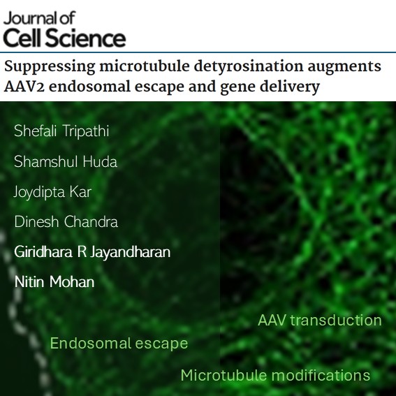 mfcem_iitk's tweet image. An insightful study by Prof Nitin Mohan &amp;amp; team displaying microtubule tyrosination to be critical for effective Adeno-Associated Virus (AAV) delivery-- a mechanism to improve AAV-based gene therapy
pubmed.ncbi.nlm.nih.gov/41140178/
@MehtaFF @BSBEIITK1 @NitinRammohan #biomedicalscience