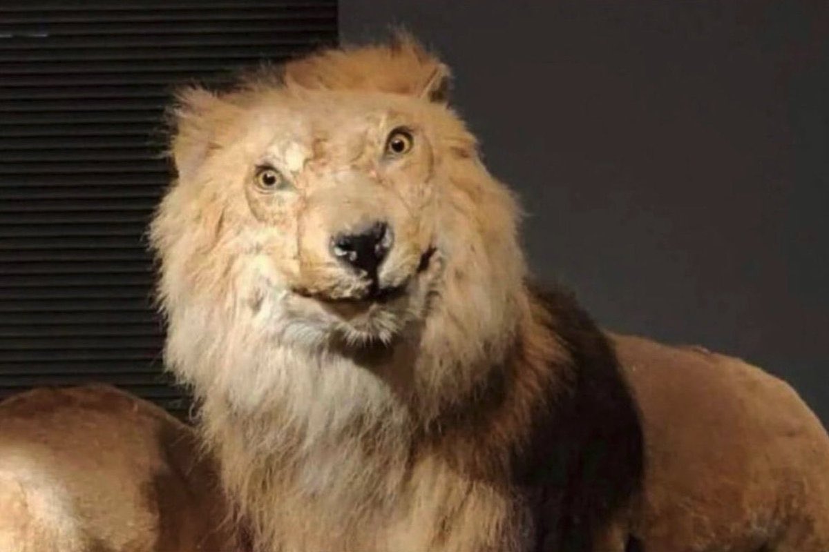 국어 나만 어려웠던거 아니겠지 진심 국어 풀다가 칸트 말하는 꼬라지 보고 시발 존나 이표정 나오면서 이새끼 뭐라는거지 싶고