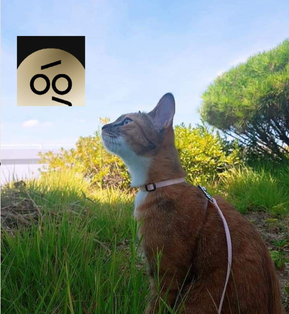 하리 tweet media