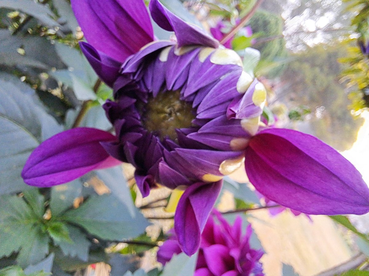 MithingaKumar's tweet photo. Jwhwlao Phuri Park,Naokata https://t.co/9vWeE0z4mv