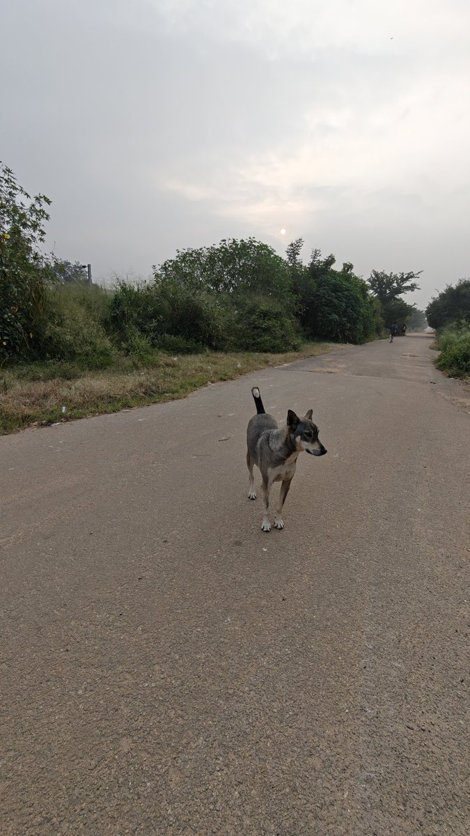 neetsmiss's tweet photo. They are the life of our walks in the morning. For those who are scared, we understand, start carrying biscuts or any other snack
They will be ur best friends
#saveindies #AdoptDontShop #awaranahihumarahai https://t.co/2cJ16IS0Fm