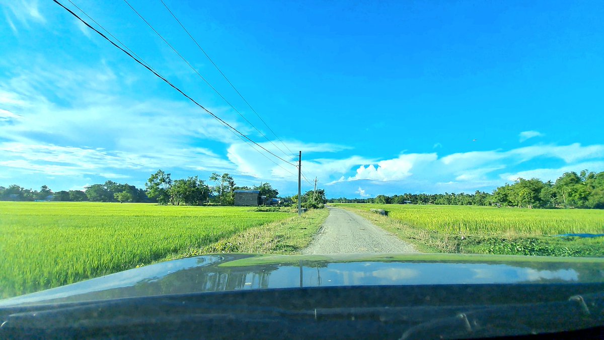 MithingaKumar's tweet photo. On one side, the beautiful scenery of the fields,On the other, the dense shade of the trees.This road that passes through the middle,Feels like a journey to paradise.#villagelife #NaturePhotography #natural #NatureBeauty https://t.co/TeKpVEPqeF