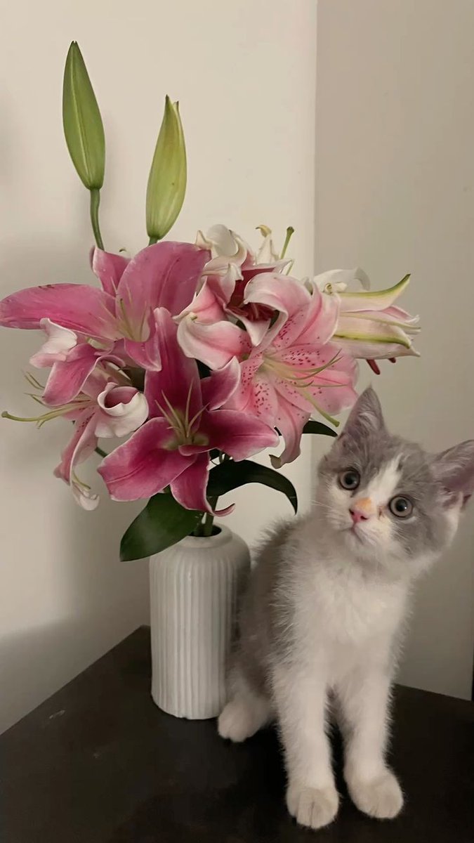 Nooni (@chaarpaai) on Twitter photo 