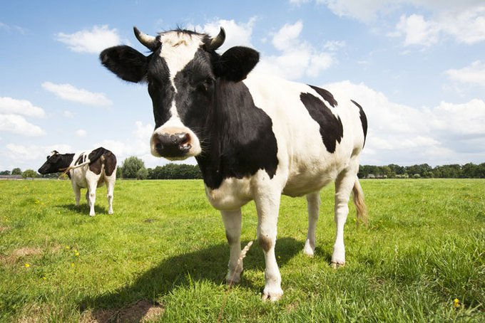 airdale52's tweet photo. @wideawake_media beyond the mere preposterousness of the notion - which should have made people laugh - is REAL science which says IN THE MEDIUM & LONG TERM the methane is actually resorbed into the system!
This cow bs was just another stupid lie. #RootedReason https://t.co/Sh7HXJHvIb