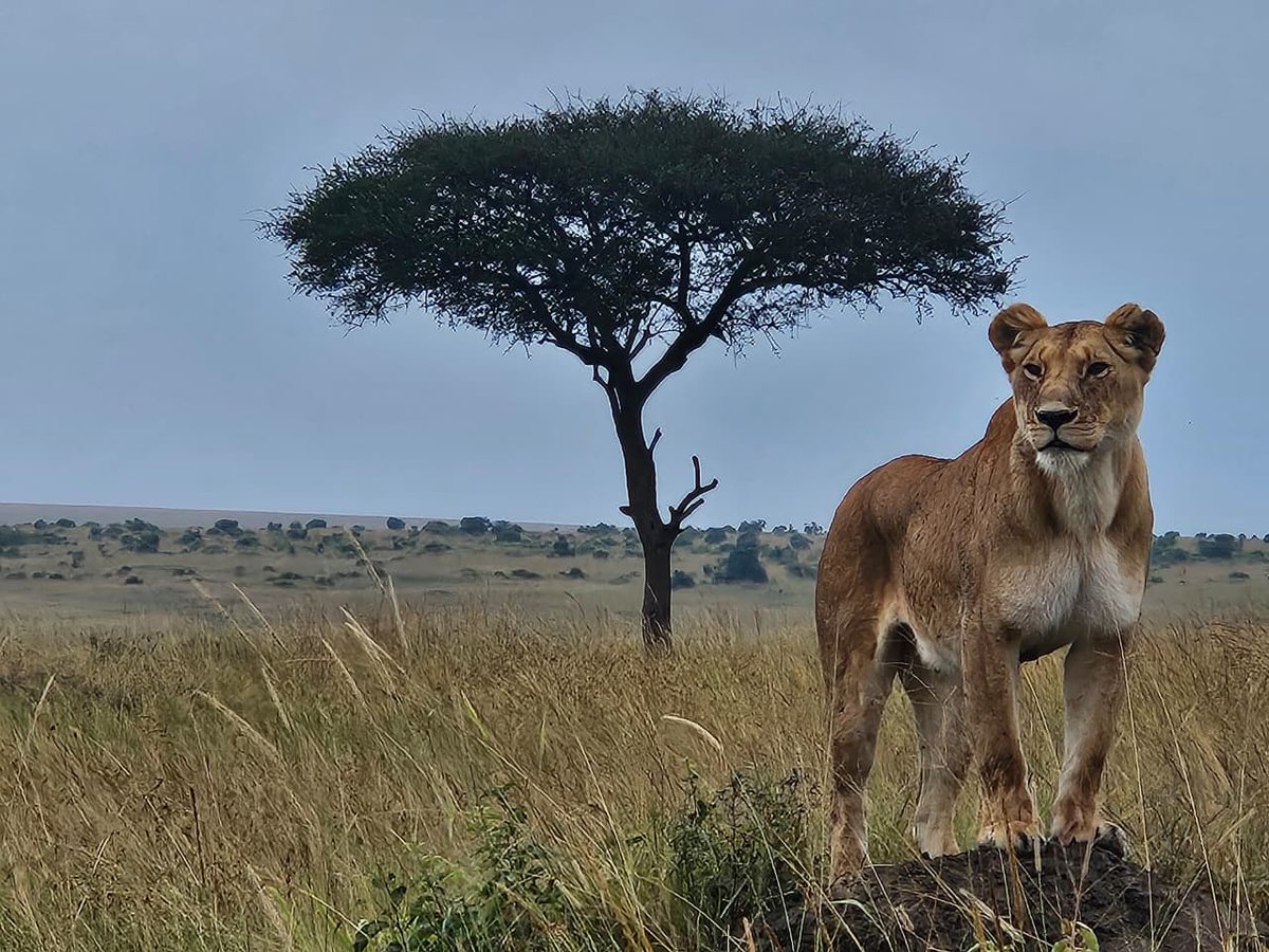 Today's Safari Spot of the Week: 📸🦁 
Atop a termite mound in the Masai Mara, Mama Simba seems to be scouting for something today. What do you think it is? Her cubs, maybe? 
#mama #simba #cubs #safarispotoftheweek