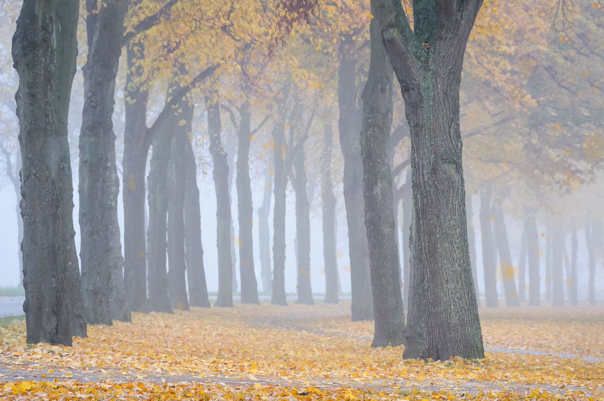 The Beauty of the Fall - Martijn van der Nat

170 mm, 1/100th sec, f8, ISO 1400
Taken on a beautiful autumn morning back in 2015

(c)2015-today Martijn van der Nat