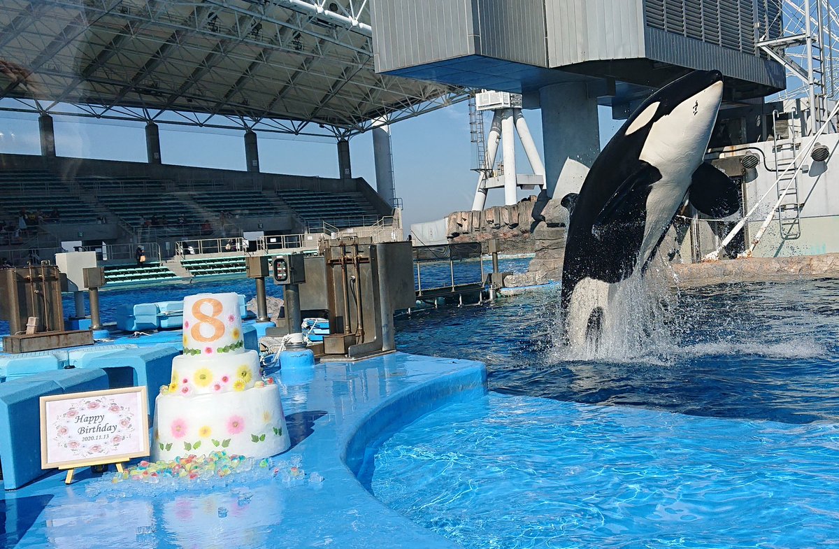 過去のリンちゃんバースデー🎂
大きくなったね😊これからも元気に過ごしてね！