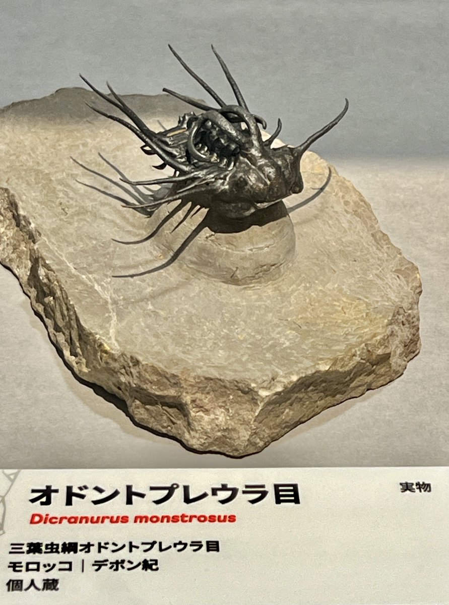 大絶滅展】 東京・科学博物館の企画展「大絶滅展」訪問。 展示物で目を
