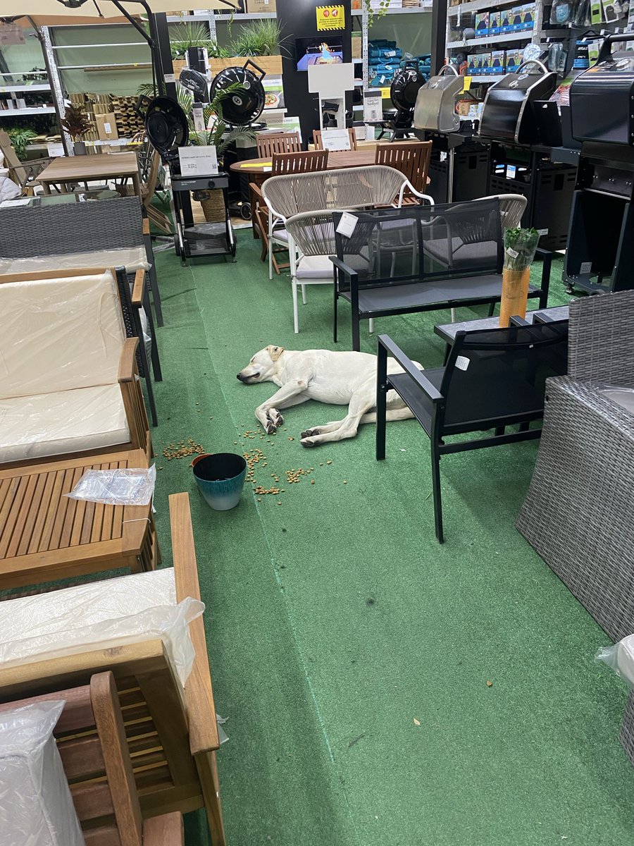 Necdet CEVIK tweet media