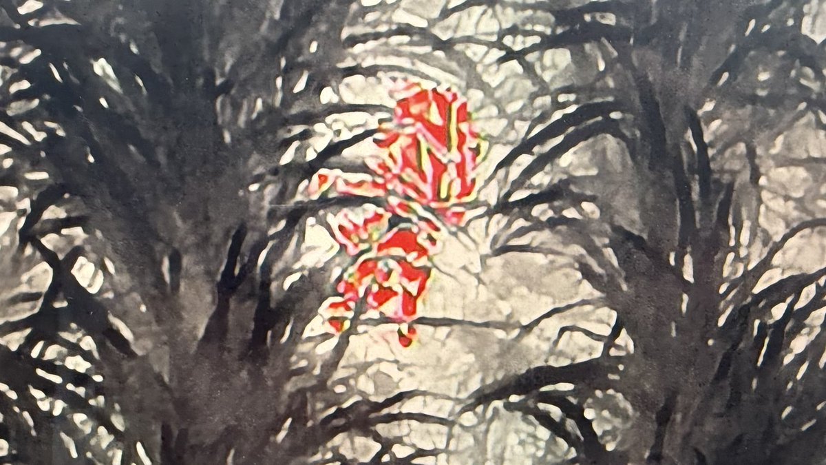 Testing my new DJI M30T thermal drone out decent size boar in the cane #nqdrones #thermaldrone #dji #drone #thermal #disabledlife