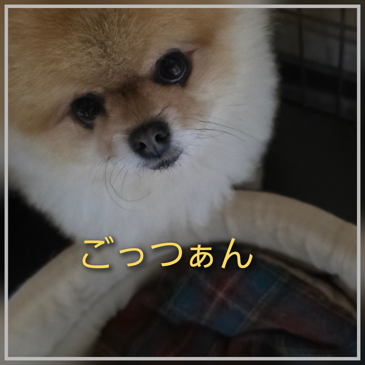 逃避夢/焼け犬 逃避夢/焼け犬 逃避夢/焼け犬 逃避夢,焼け犬 | 藤谷 文子 |