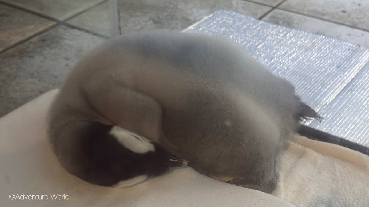 ＼ ただいま、ライブ配信中！ ／
※おまんじゅうの配信ではございません。
youtube.com/live/7ZcJm75Nh…