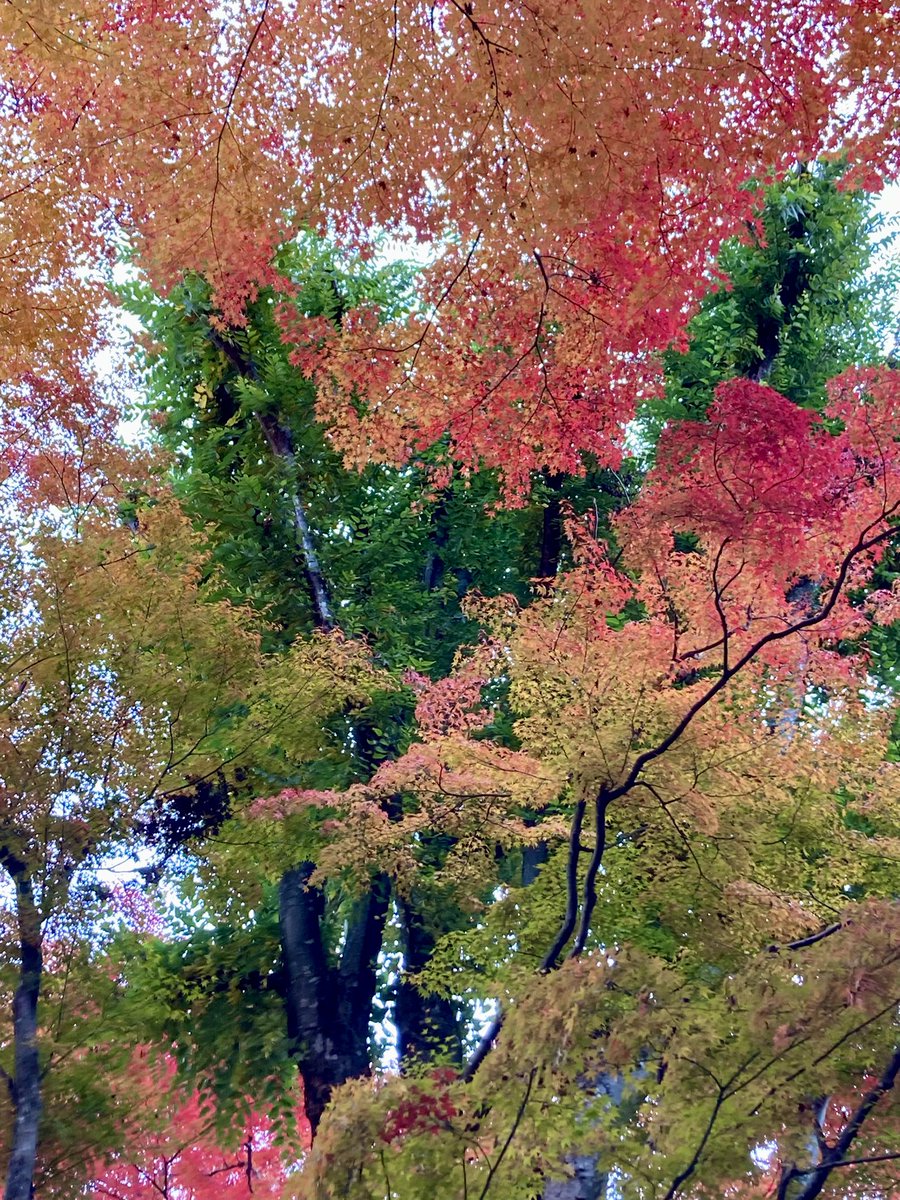 midarimu's tweet image. 霊峰参拝のついでに紅葉も堪能して来ました♪🍁