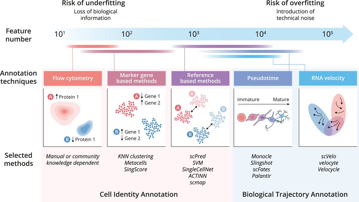 SAOscience's tweet image. Human pluripotent stem cells allow scientists to model human tissues and organs without using animals, but labeling cell types and states accurately can be tricky.

In this perspective, @twatkeson and colleagues propose a “stem cell-relevant manifold”—a large reference map…