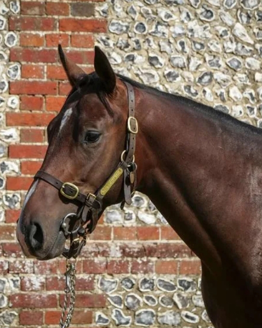 SmartSyndicate_'s tweet image. Hughie Morrison has listed his lovely Zoustar (AUS) x Strictly Lambada (UK) colt. 
Trained by himself at his stables in Berkshire, UK. 
7/10 shares available
£7200 for 10%

View the full profile on our website
smartsyndicate.co

#horseracing #horseownership #smartsyndicate