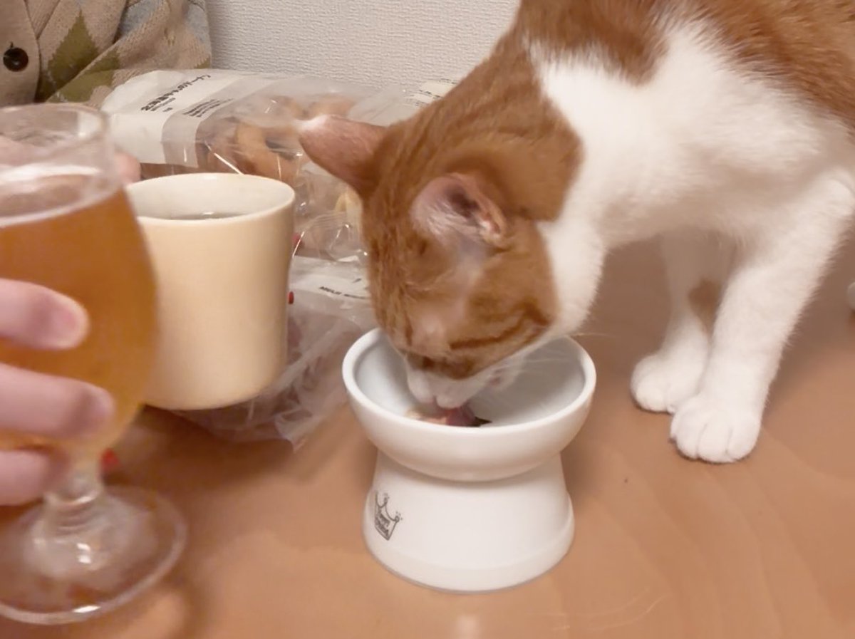 ねこじるしちくわ ちくわ (@sktfd0310) / Posts / X