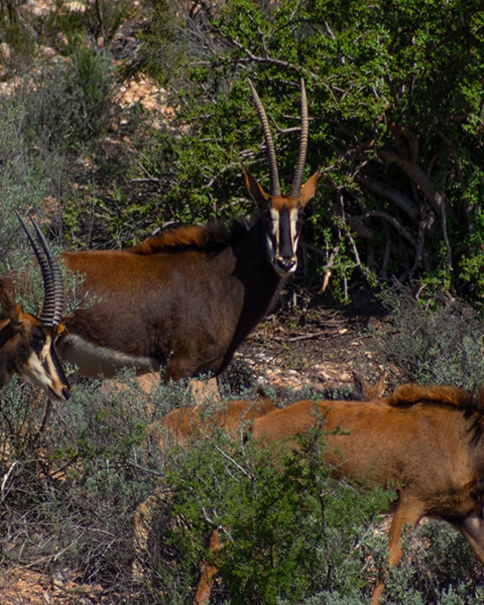 LANDRANI_Stay's tweet photo. Step outside your door and witness the Karoo come alive.

From nyala to kudu, each sighting feels intimate and untouched.

✨ At LANDRANI®️ Luxury Lodge, nature is not a backdrop — it’s the experience itself.

Book your escape
🔗 https://t.co/fJmfMX1xnw

Contact us!
📞076 115 7944
📧info@landrani.com

#landraniluxurylodge #oudtshoorn #kleinkaroo #wildlife #luxuryretreat #karooescape #oudtshoorn #luxurylifestyle #NatureLovers
