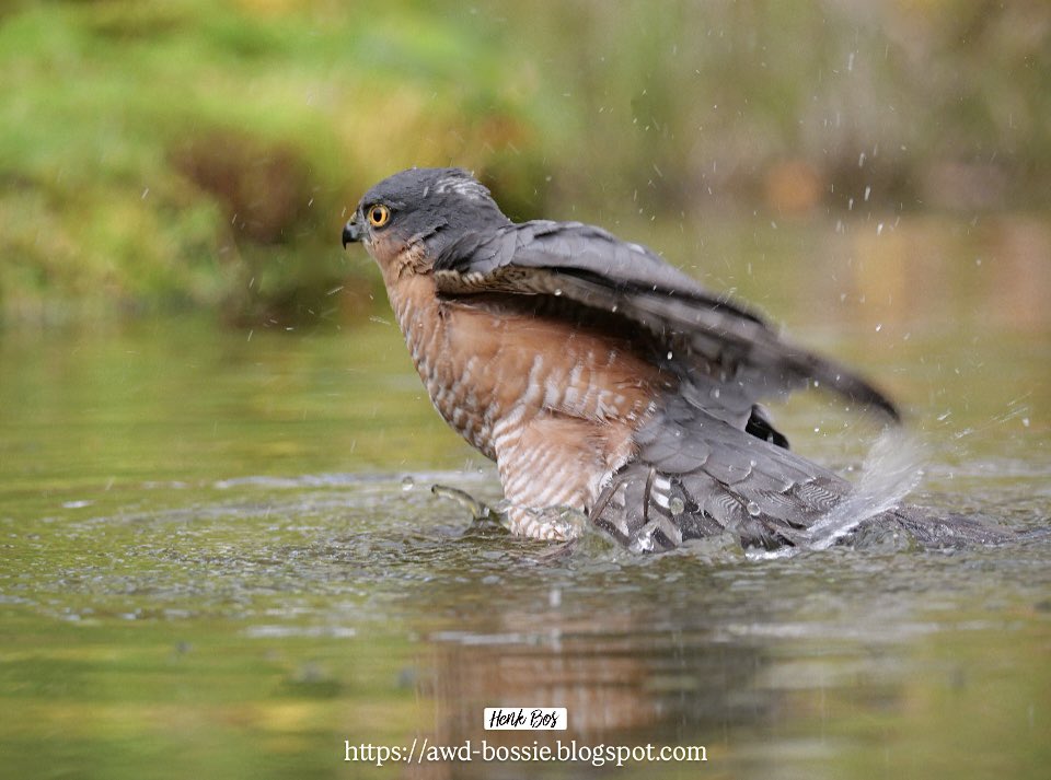 Sperwer …meer zie Instagram 
Nog geen tien minuten hiervoor had hij op een haar na een ijsvogeltje geslagen. Het ijsvogeltje heeft denk ik wel even aan de beademing gelegen