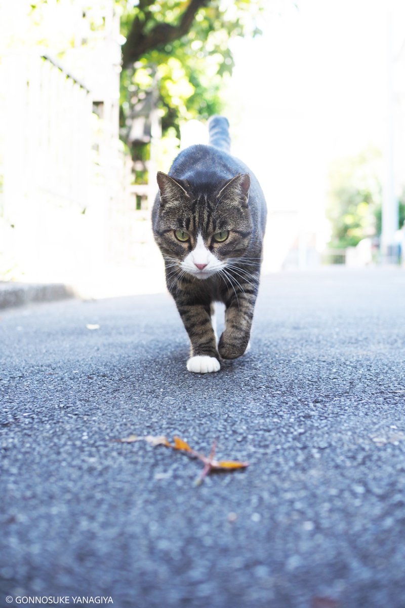 冬猫 様 ページ 雑誌 犬猫LIFE（2024年冬号） | inunekolife