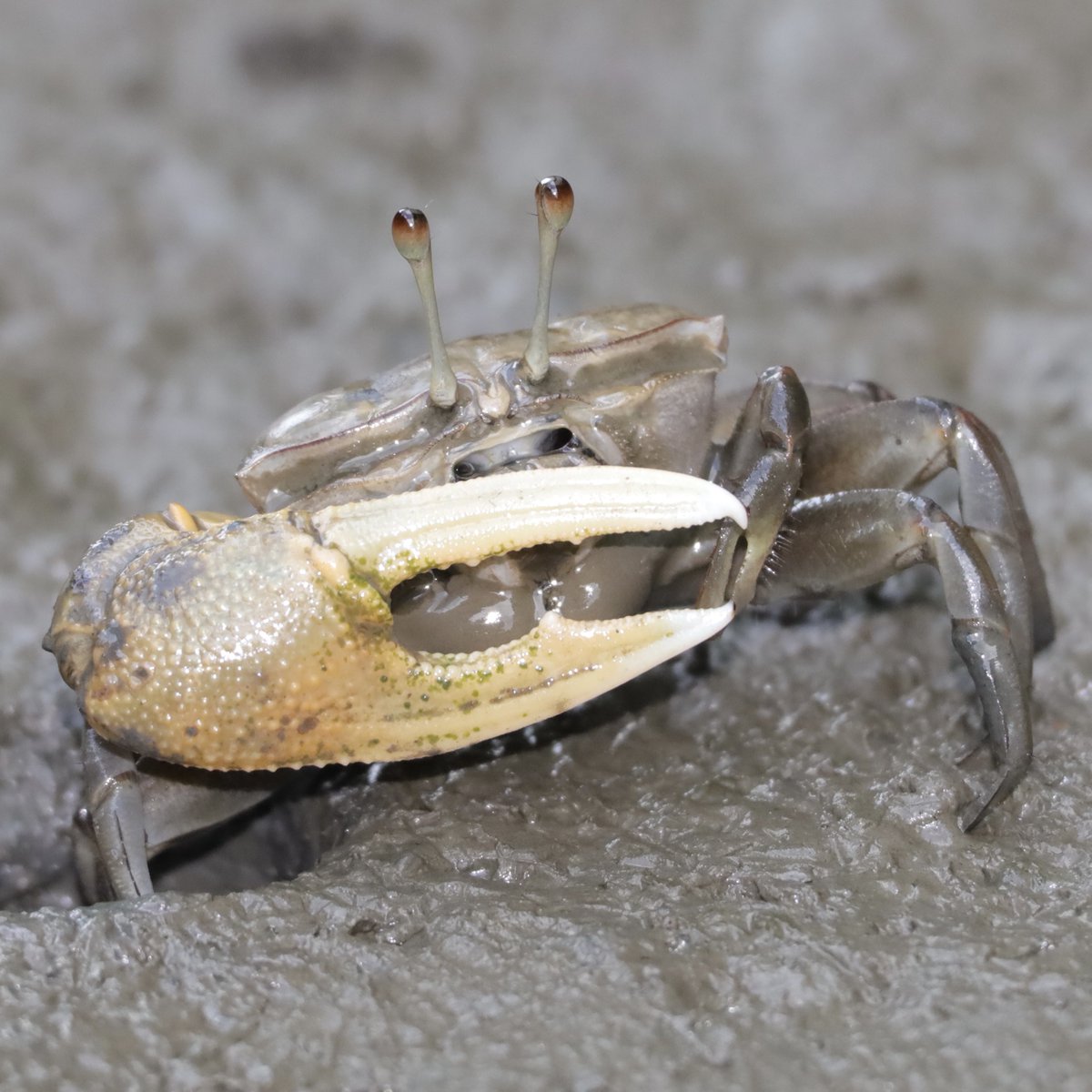 こんばんは。シックな装いが素敵なTubuca paradussumieri、シオマネキやヤエヤマシオマネキの仲間です。台湾にて。
Tubuca paradussumieri found in Taiwan.
#crab #カニ