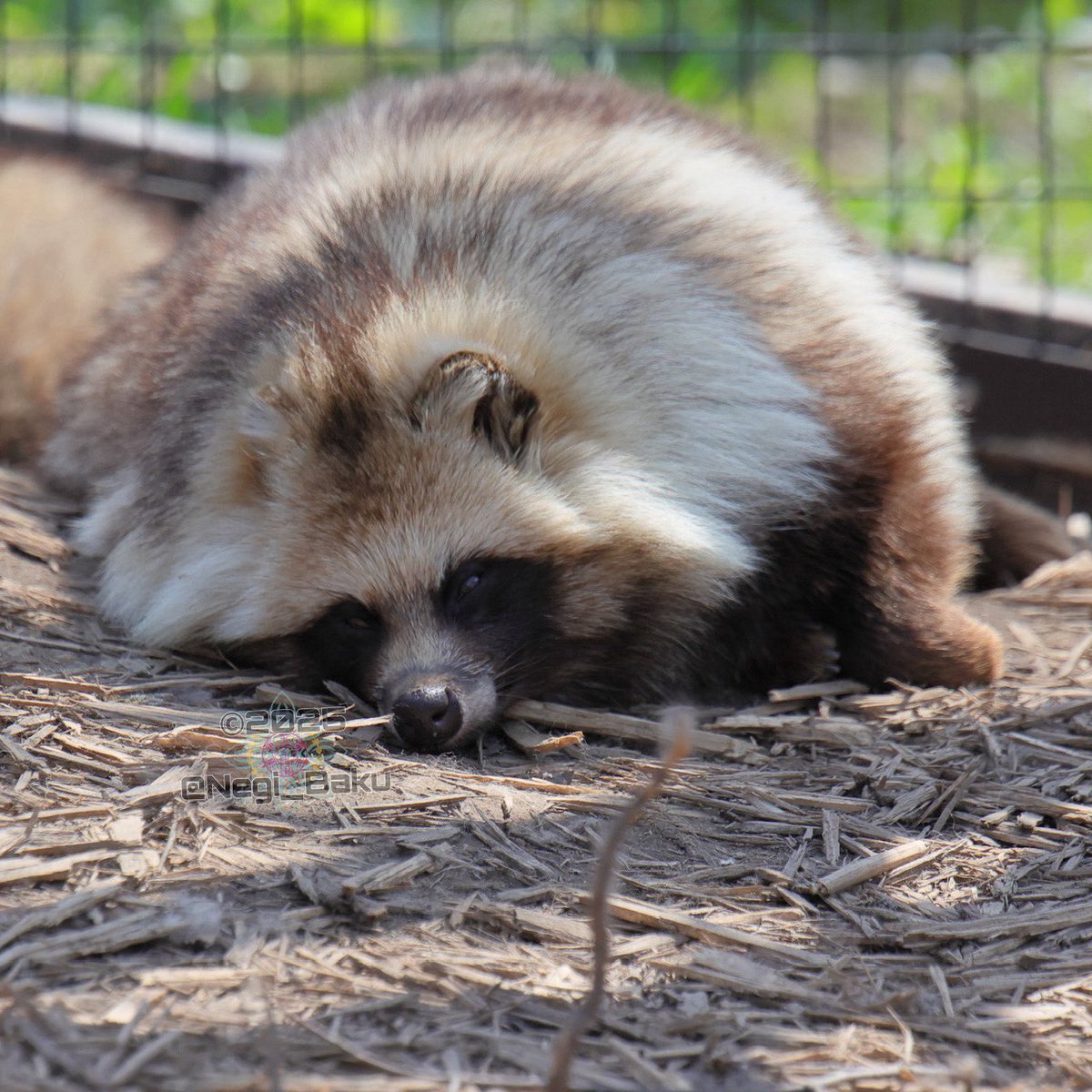 たぬきᐢ⓿ᴥ⓿ᐢ 色んなタヌキさんが勢ぞろいᐢ⓿ᴥ⓿ᐢ✨️ カッパさんが乗ってる