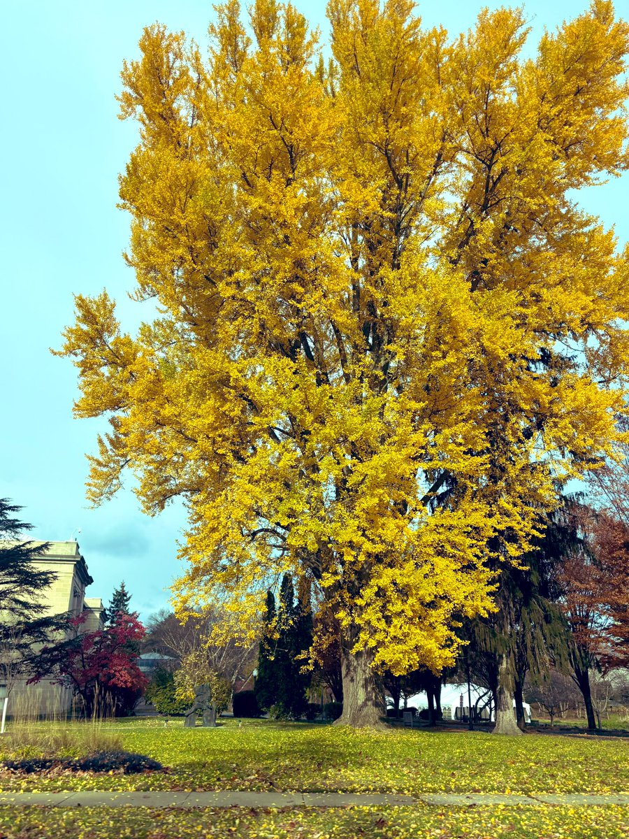 kevinfitz1's tweet image. Still some impressive #fall foliage in #BerksCounty this week 🍂