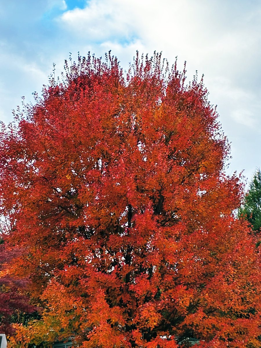 kevinfitz1's tweet image. Still some impressive #fall foliage in #BerksCounty this week 🍂