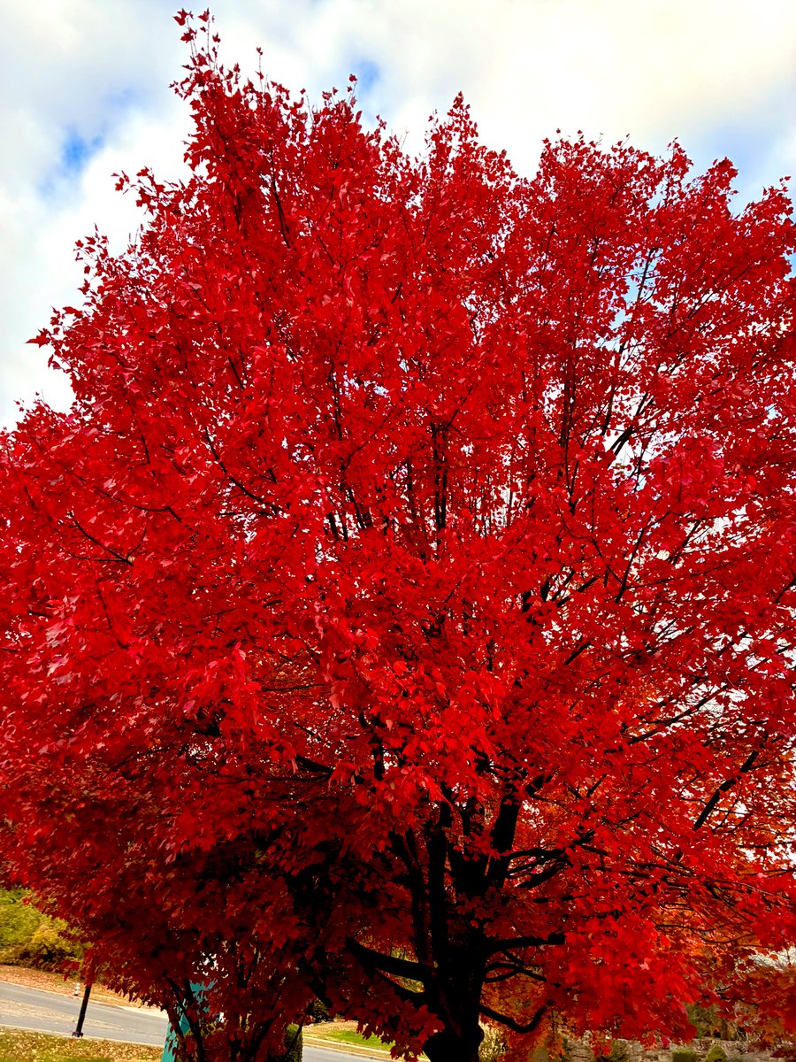 kevinfitz1's tweet image. Still some impressive #fall foliage in #BerksCounty this week 🍂