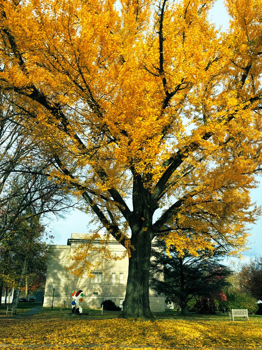 kevinfitz1's tweet image. Still some impressive #fall foliage in #BerksCounty this week 🍂