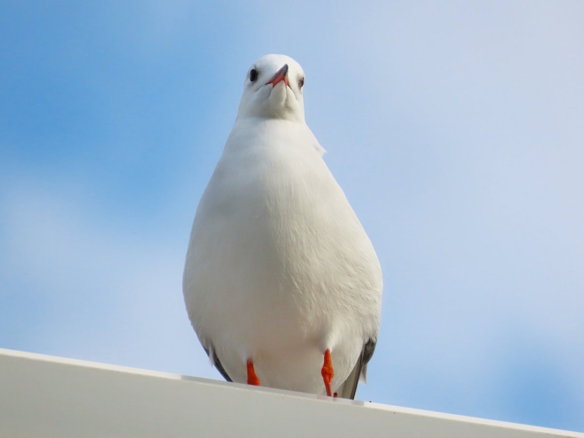 saraiページ HD-SHIKIZAKURA'24 SF,S-ESU/ATB | Deviser ｜株式会社ディバイザー