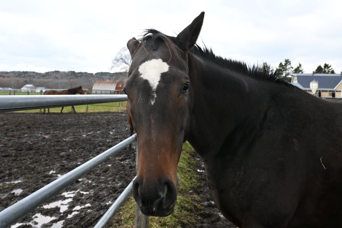 しろまる (@shiro1maru) / Posts / X