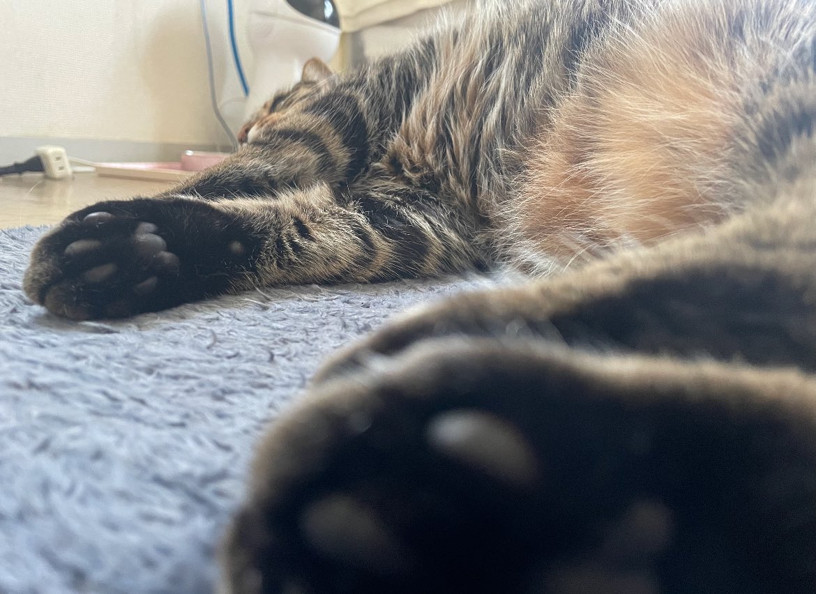 ark_ar5's tweet image. 幸せだったよ