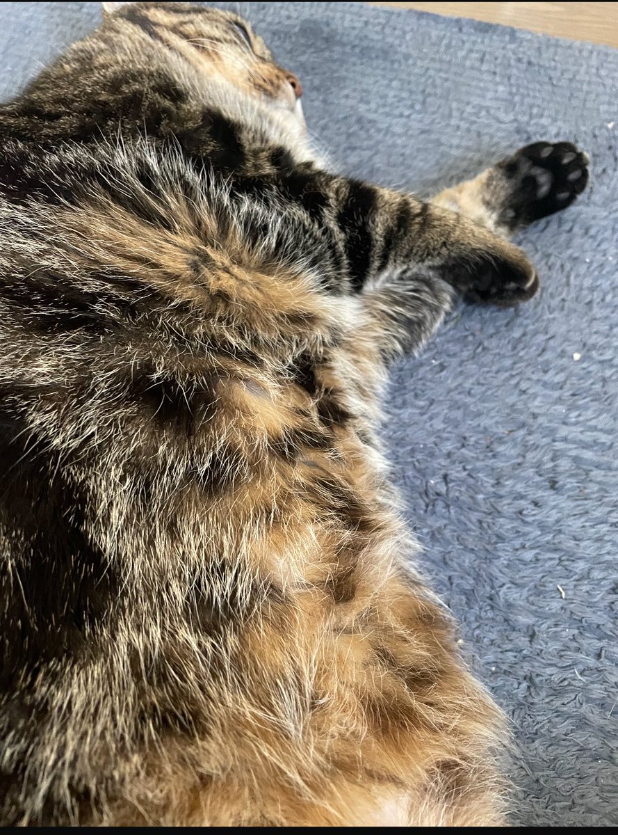 ark_ar5's tweet image. 幸せだったよ